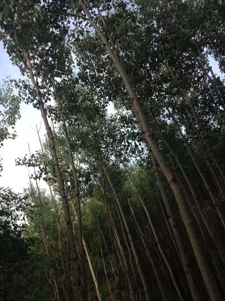 白音希勒景区古老的白桦林