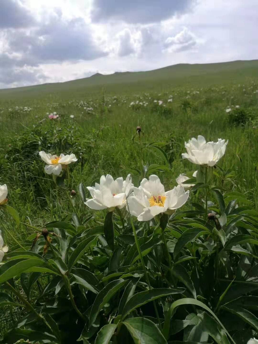 西乌珠穆沁草原芍药花